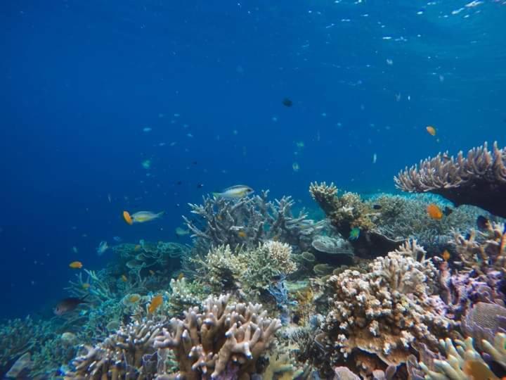 شقة مامبترون هومستاي Pulau Mansuar المظهر الخارجي الصورة
